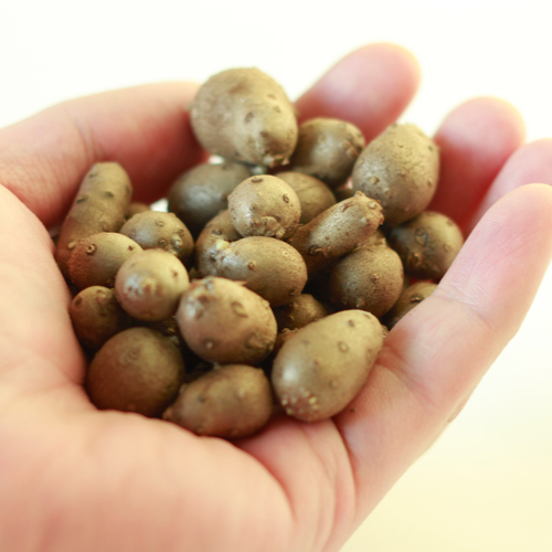 안동 마씨 영여자 3kg [햇마씨앗]