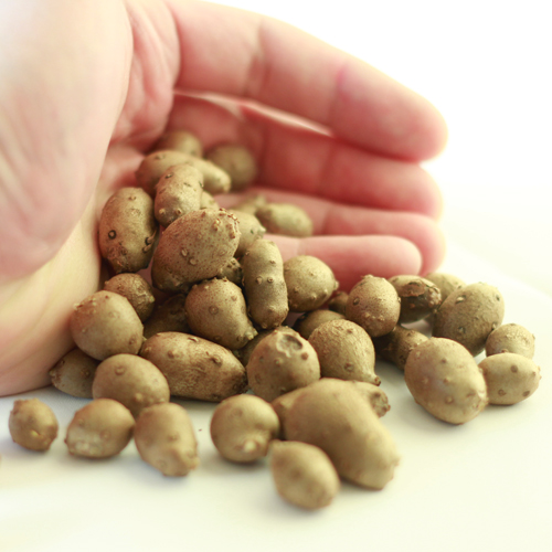 안동 마씨 영여자 10kg [햇마씨앗]