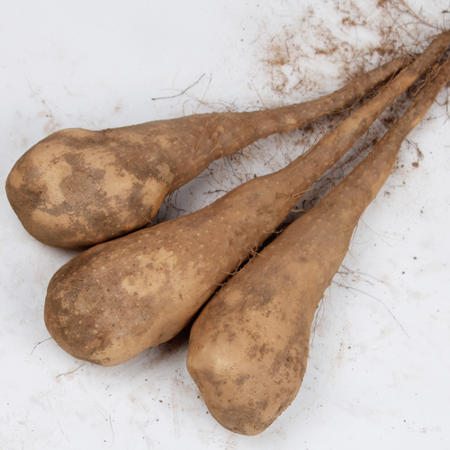 안동 산마 하품 10kg