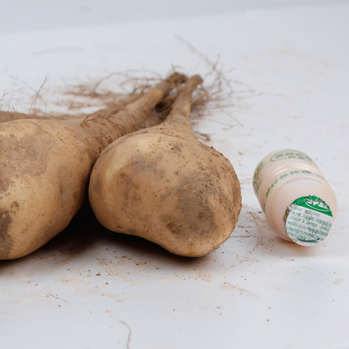 안동 산마 하품 10kg